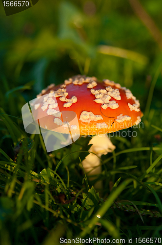 Image of Fly agaric mushroom