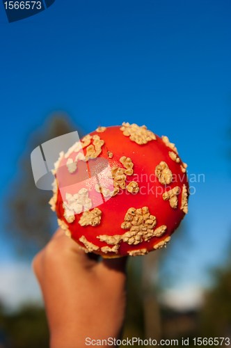 Image of Fly agaric mushroom