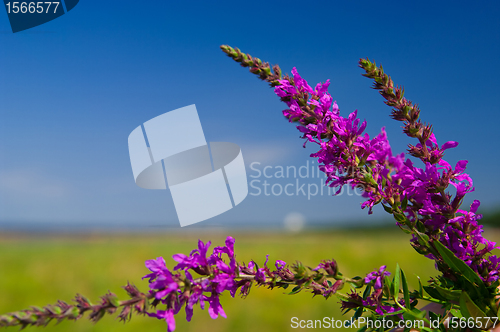 Image of violet flowers