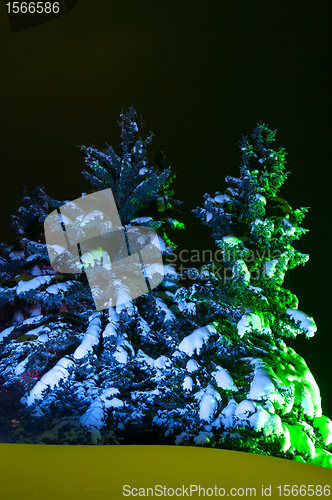 Image of Night Fir-tree