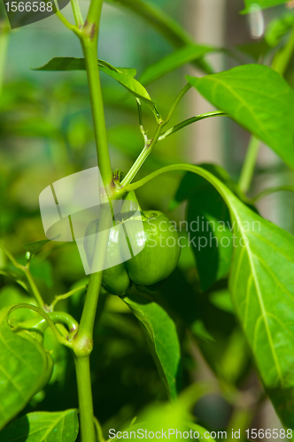 Image of green young pepper