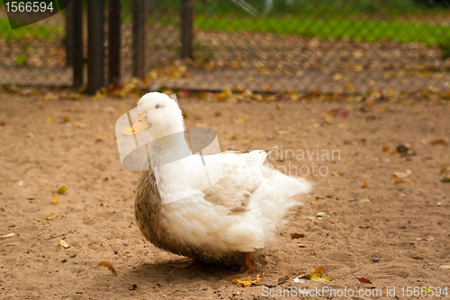 Image of white goose on a ground