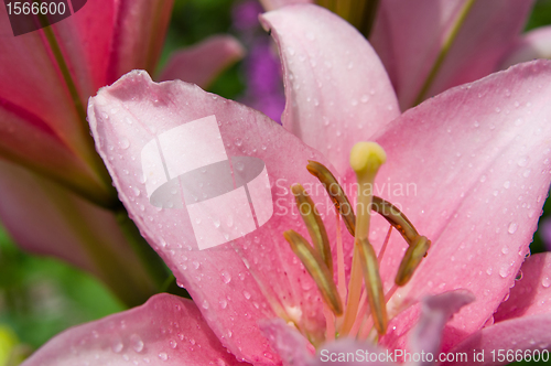 Image of pink lily