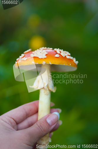 Image of Fly agaric mushroom