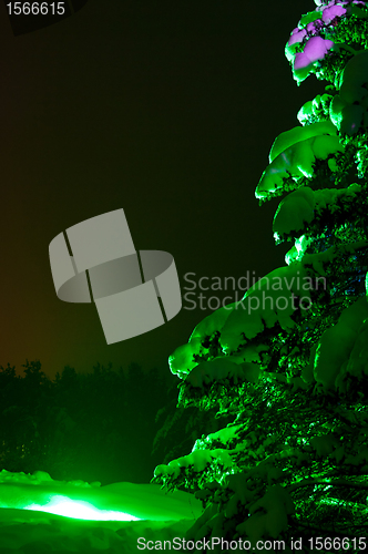 Image of Night Fir-tree