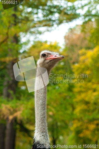 Image of Ostrich Head