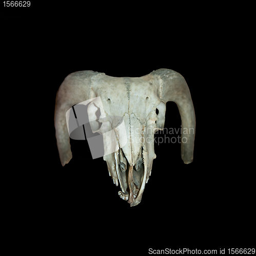 Image of urus skull