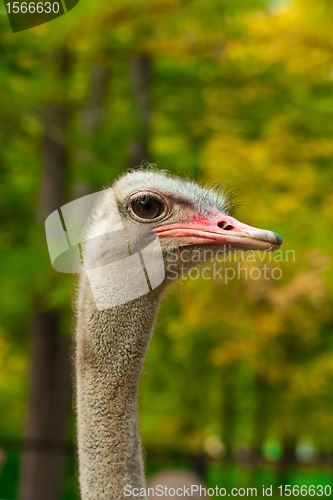 Image of Ostrich Head