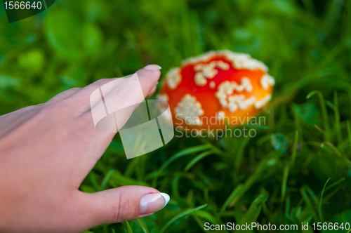 Image of Fly agaric mushroom