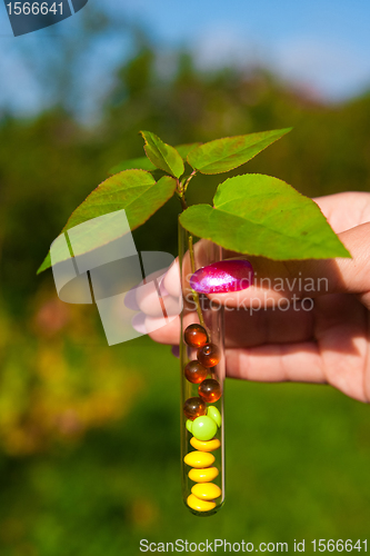 Image of test tube with tablets, berries and plant