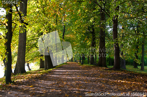 Image of autumn road