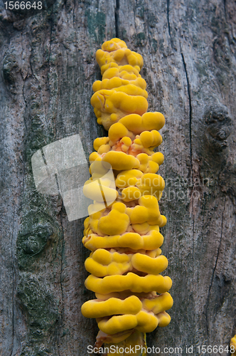 Image of Yellow fungus parasite