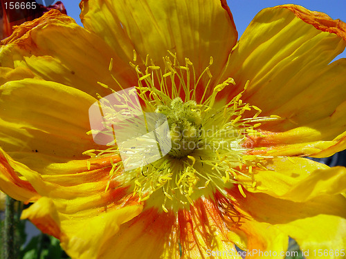 Image of Closeup of a yellow poppy