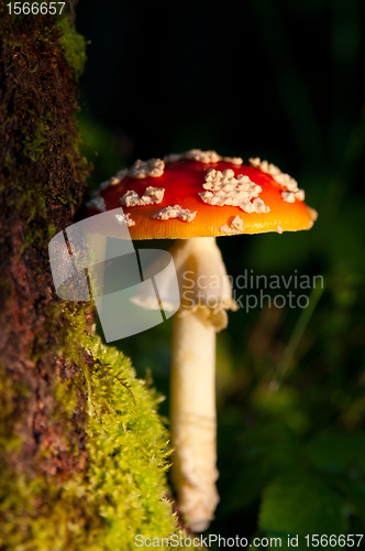 Image of Fly agaric mushroom