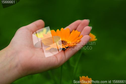 Image of Flower on Hand