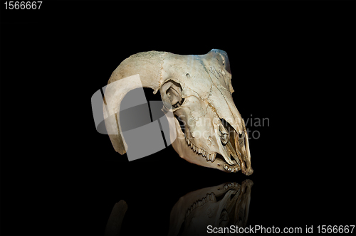 Image of urus skull