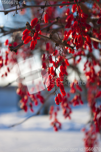 Image of Barberries