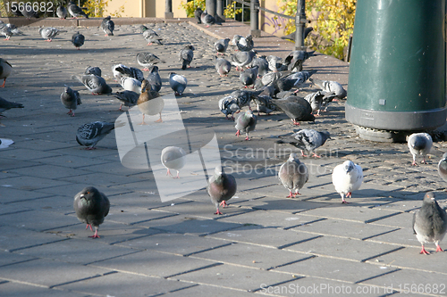 Image of Pigeons in Oslo Street