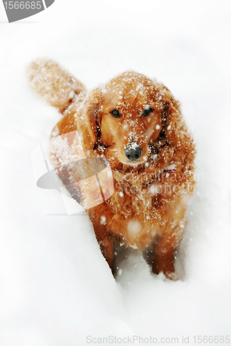 Image of Dog at snow