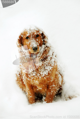 Image of Dog at snow