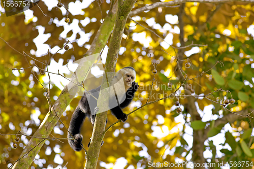 Image of White faced Capuchin