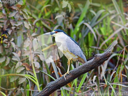 Image of Black crowned night heron