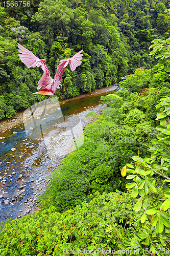 Image of Roseate Spoonbill