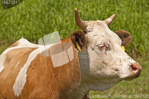 Image of cow