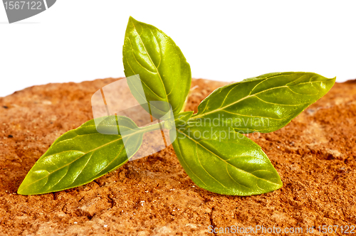 Image of basil