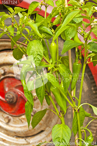 Image of chili with car