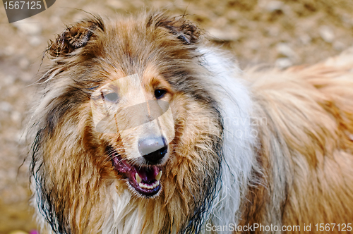 Image of Collie dog