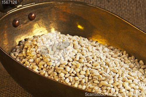 Image of barley pearls