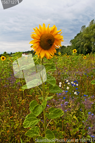 Image of meadow with flowers