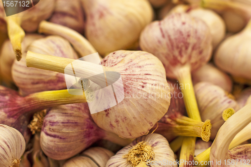 Image of garlic