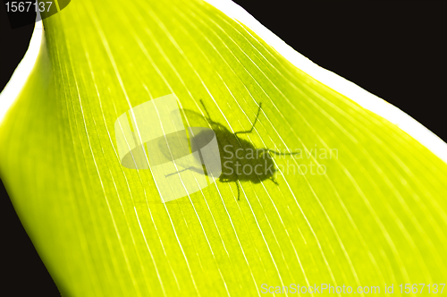 Image of fly in back-light