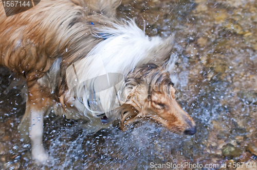 Image of Collie dog