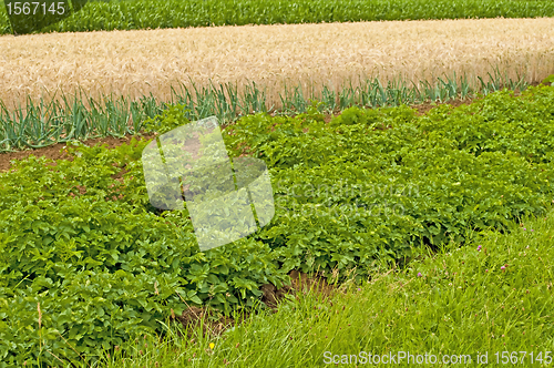 Image of agriculture