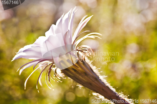 Image of Echinopsis eyriesii