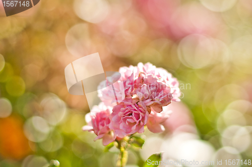 Image of rose