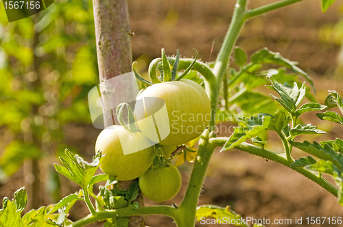 Image of tomato plant unripe