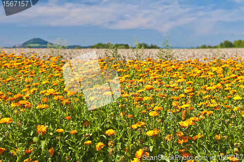 Image of marigold field