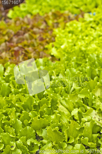 Image of seedlings of salad