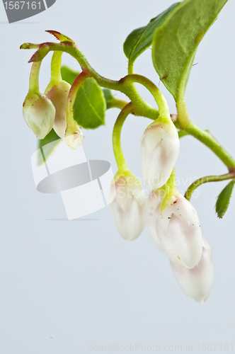 Image of Gaultheria procumbens engl