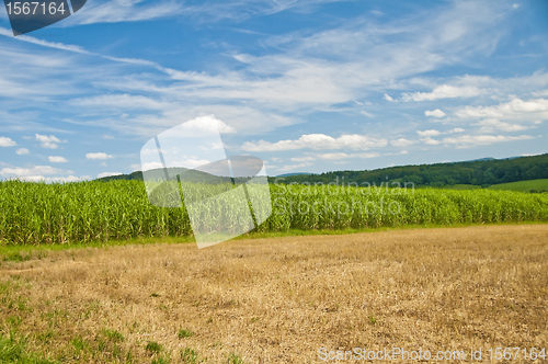 Image of switch grass