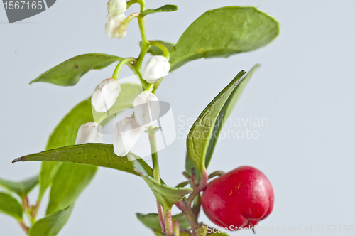 Image of Gaultheria procumbens engl