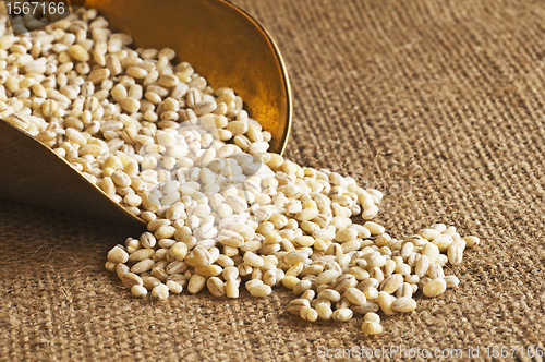 Image of barley pearls