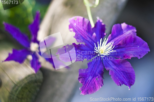 Image of clematis