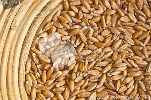 Image of spelt