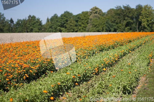 Image of marigold field