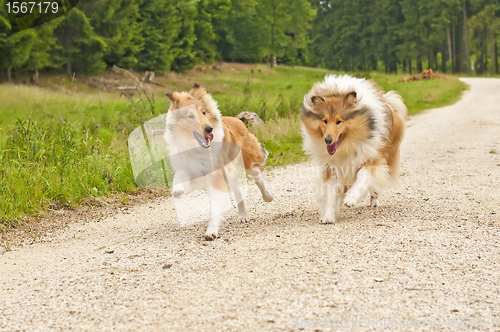 Image of collie dogs